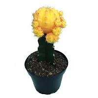 ENRICH PLANTS : Moon Cactus (Yellow),Live Plant, Air Purifying, Succulent,-thumb3