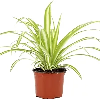 ENRICH PLANTS : CLOROPHYTUM Spider,Live Plant, Air Purifying, Home Decor Plant,-thumb3