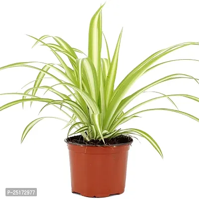 ENRICH PLANTS : CLOROPHYTUM Spider,Live Plant, Air Purifying, Home Decor Plant,-thumb4