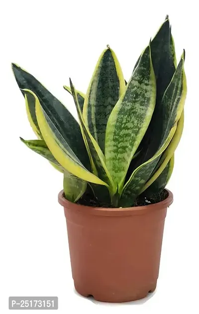 ENRICH PLANTS :: Sansevieria - Snake plant :: Natural Live Plant :: Plastic Pot :: Air Purifying :: Home Decor ::-thumb4