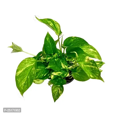 ENRICH PLANTS : Green Moneyplant,Live Plant, Air Purifying, Good Luck.-thumb0