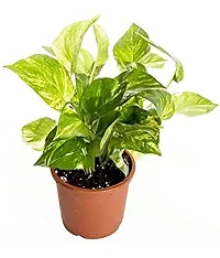 ENRICH PLANTS : Green Moneyplant,Live Plant, Air Purifying, Good Luck.-thumb1