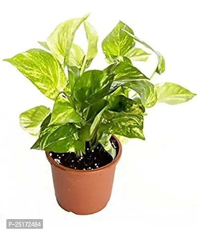 ENRICH PLANTS : Green Moneyplant,Live Plant, Air Purifying, Good Luck.-thumb2