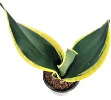 ENRICH PLANTS :: Sansevieria - Snake plant :: Natural Live Plant :: Plastic Pot :: Air Purifying :: Home Decor ::-thumb2