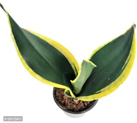 ENRICH PLANTS :: Sansevieria - Snake plant :: Natural Live Plant :: Plastic Pot :: Air Purifying :: Home Decor ::-thumb3