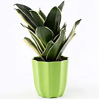 ENRICH PLANTS : Sansevieria Jade Marginata, Snake Plant,Live Plant, Air Purifying,Home Dcor Plant,-thumb2