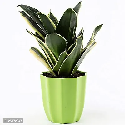 ENRICH PLANTS : Sansevieria Jade Marginata, Snake Plant,Live Plant, Air Purifying,Home Dcor Plant,-thumb3