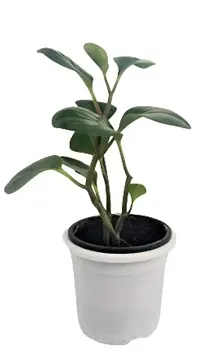 ENRICH PLANTS :: PEPROMIA GREEN :: Natural Live Plant :: Plastic Pot :: Air Purifying :: Home Decor Plant ::-thumb3