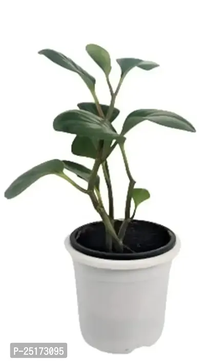 ENRICH PLANTS :: PEPROMIA GREEN :: Natural Live Plant :: Plastic Pot :: Air Purifying :: Home Decor Plant ::-thumb4