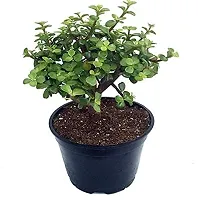 ENRICH PLANTS : JADE, Good Luck, Home Decor Live Plant, Air Purifying,-thumb1