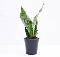 ENRICH PLANTS :: Sansevieria - Snake plant :: Natural Live Plant :: Plastic Pot :: Air Purifying :: Home Decor ::-thumb1