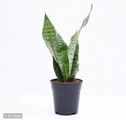 ENRICH PLANTS :: Sansevieria - Snake plant :: Natural Live Plant :: Plastic Pot :: Air Purifying :: Home Decor ::-thumb2