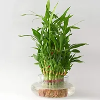 ENRICH PLANTS : LUCKY BAMBOO, 3 Layer, Good Fortune Live Plant, Glass Pot, Home Decor Plant,-thumb2