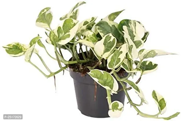 ENRICH PLANTS : Moneyplant Scindapsus,Live Plant, Air Purifying, Good Luck.-thumb4