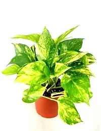 ENRICH PLANTS : Green Moneyplant,Live Plant, Air Purifying, Good Luck.-thumb4