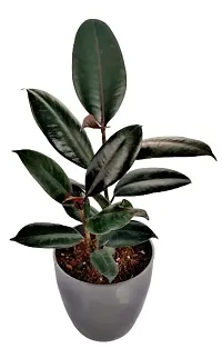 ENRICH PLANTS : RUBBER, Home Decor Live Plant, Air Purifying, Good Luck,-thumb4