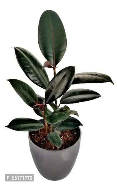 ENRICH PLANTS : RUBBER, Home Decor Live Plant, Air Purifying, Good Luck,-thumb5