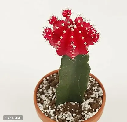 ENRICH PLANTS : Moon Cactus (RED),Live Plant, Air Purifying, Succulent,-thumb0