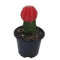 ENRICH PLANTS :: Moon Cactus Red :: Natural Live Plant :: Plastic Pot :: Air Purifying :: Home Decor Plant ::-thumb1