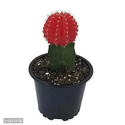 ENRICH PLANTS :: Moon Cactus Red :: Natural Live Plant :: Plastic Pot :: Air Purifying :: Home Decor Plant ::-thumb2