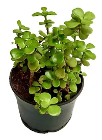 ENRICH PLANTS : JADE, Good Luck, Home Decor Live Plant, Air Purifying,-thumb2