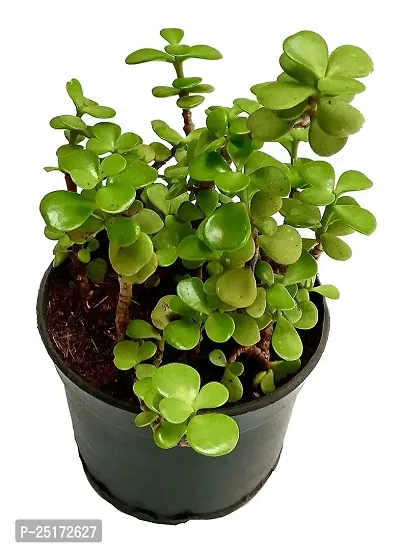 ENRICH PLANTS : JADE, Good Luck, Home Decor Live Plant, Air Purifying,-thumb3