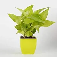 ENRICH PLANTS : Golden Moneyplant,Live Plant, Air Purifying, Good Luck.-thumb4