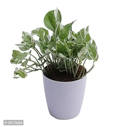 ENRICH PLANTS : Green Moneyplant,Live Plant, Air Purifying, Good Luck.