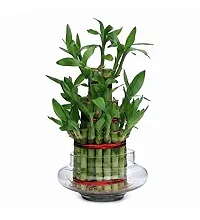 ENRICH PLANTS : LUCKY BAMBOO, 2 Layer, Good Fortune Live Plant, Glass Bowl, Home Decor Plant,-thumb3