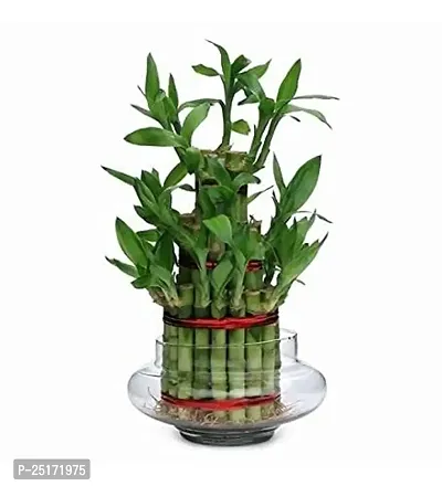 ENRICH PLANTS : LUCKY BAMBOO, 2 Layer, Good Fortune Live Plant, Glass Bowl, Home Decor Plant,-thumb4