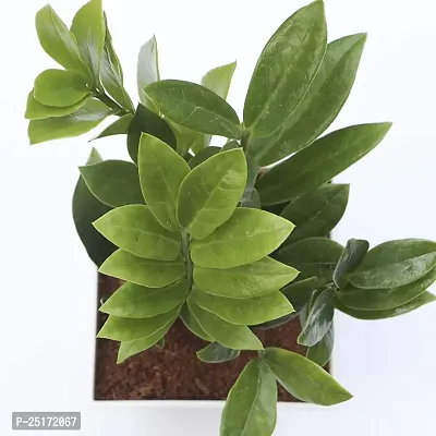 ENRICH PLANTS : ZAMIA (ZZ Plant),Live Plant, Air Purifying,Home Decor Plant,-thumb3