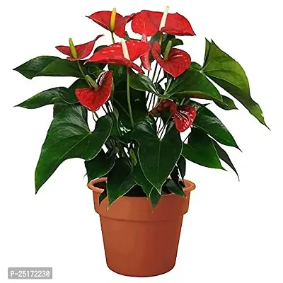 ENRICH PLANTS : ANTHURIUM RED, Exotic Live Plant, Home Decor Plant, Air Purifying,