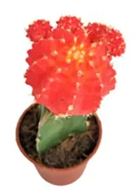 Enrich Plants Live Plants for Indoor Home Dcor | Moon Cactus (Red)|Indoor Plant|SHLOKU_3625(1)-thumb2