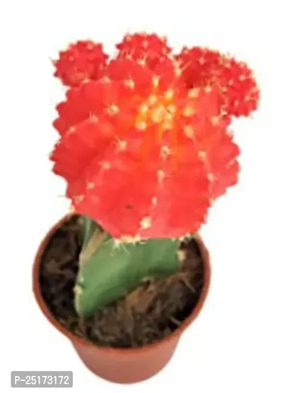 Enrich Plants Live Plants for Indoor Home Dcor | Moon Cactus (Red)|Indoor Plant|SHLOKU_3625(1)-thumb3