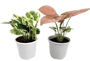 Enrich Plants Live Plants for Indoor Home Dcor | Arrowhead Plant | Syngonium | Indoor Plant|SHLOKU_3597(1)-thumb2