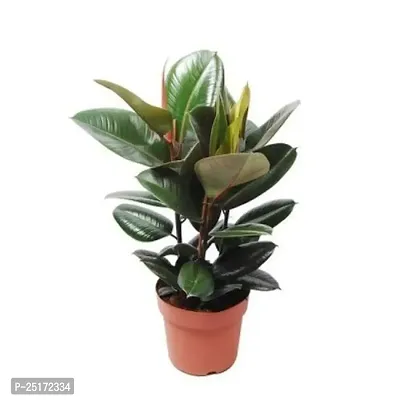 ENRICH PLANTS : RUBBER, Home Decor Live Plant, Air Purifying, Good Luck,-thumb0