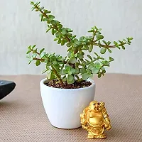 ENRICH PLANTS : JADE, Good Luck, Home Decor Live Plant, Air Purifying,-thumb4