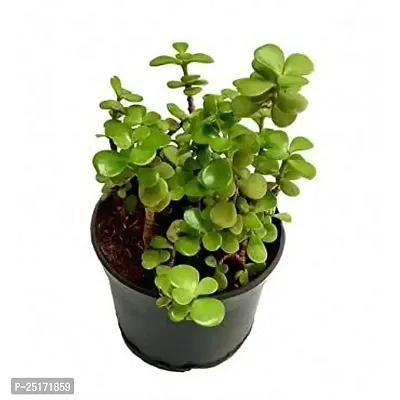 ENRICH PLANTS : JADE, Good Luck, Home Decor Live Plant, Air Purifying,-thumb2