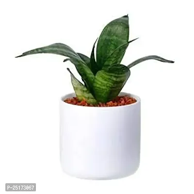 ENRICH PLANTS : Sansevieria Hahnii Green Dwarf, Snake Plant,Live Plant, Ceramic Pot, Air Purifying,Home Dcor Plant,