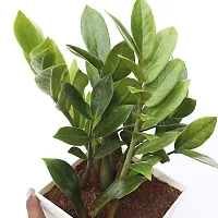 ENRICH PLANTS : ZAMIA (ZZ Plant),Live Plant, Air Purifying,Home Decor Plant,-thumb4