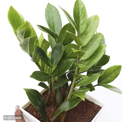 ENRICH PLANTS : ZAMIA (ZZ Plant),Live Plant, Air Purifying,Home Decor Plant,-thumb5