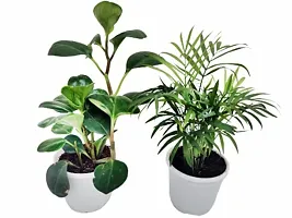 ENRICH PLANTS :: PEPROMIA GREEN  BAMBOO PALM :: Natural Live Plant :: Plastic Pot :: Air Purifying :: Home Decor Plant ::-thumb1