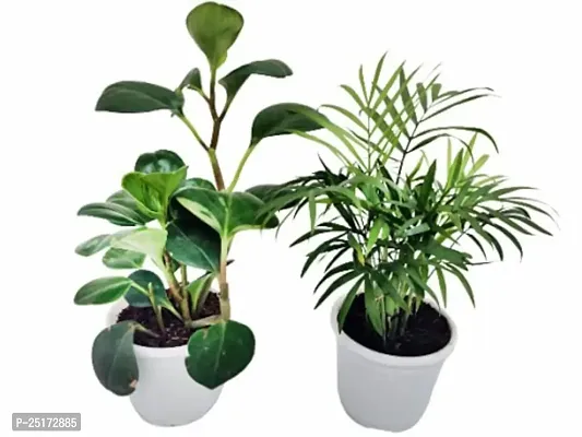 ENRICH PLANTS :: PEPROMIA GREEN  BAMBOO PALM :: Natural Live Plant :: Plastic Pot :: Air Purifying :: Home Decor Plant ::-thumb2