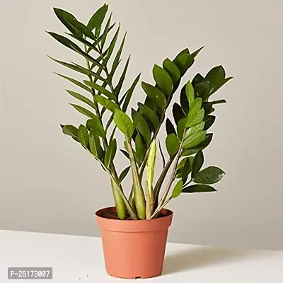 ENRICH PLANTS : ZAMIA (ZZ Plant),Live Plant, Air Purifying,Home Decor Plant,