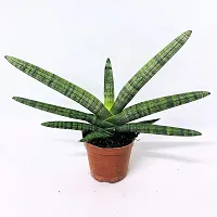 ENRICH PLANTS : Sensevieria Green, Snake Plant,Live Plant, Air Purifying,Home Dcor Plant,-thumb4