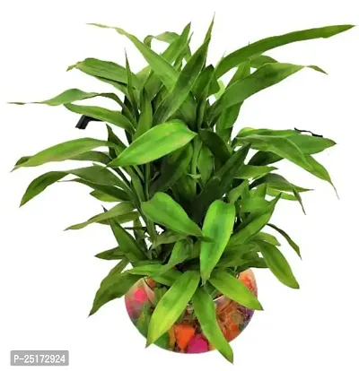 ENRICH PLANTS :: LUCKY BAMBOO :: 3 Layer ::Good Fortune Live Plant :: Round Glass Pot :: Home Decor :: Feng Shui Plant ::