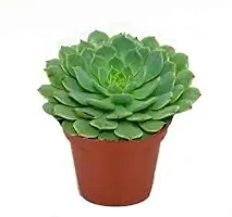 Enrich Plants Live Plants for Indoor Home D?cor | SUCCULENT |Indoor Plant|SHLOKU_3783(1)-thumb1