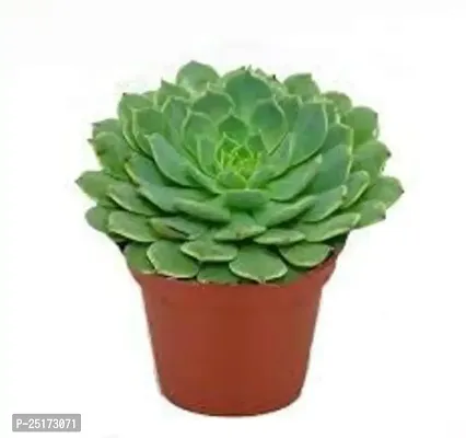 Enrich Plants Live Plants for Indoor Home D?cor | SUCCULENT |Indoor Plant|SHLOKU_3783(1)-thumb2