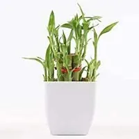 ENRICH PLANTS :: LUCKY BAMBOO :: 2 Layer :: Good Fortune Live Plant :: Plastic Pot :: Home Decor :: Feng Shui Plant ::-thumb3