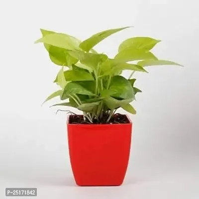 ENRICH PLANTS : Golden Moneyplant,Live Plant, Air Purifying, Good Luck.-thumb3